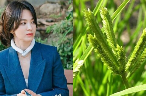 Việt Nam có 1 loại lá chống rụng tóc, kích thích mọc tóc con rất tốt: Tận dụng có thể trị được nhiều căn bệnh quen thuộc hiệu quả