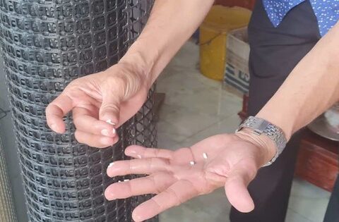 Phát hiện ‘gạo lạ’ ở Hậu Giang