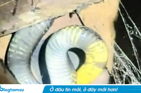 Rắn hổ mang chúa dài 3,5m, nặng 7kg bò vào nhà, vợ chồng thức trắng đêm vì sợ