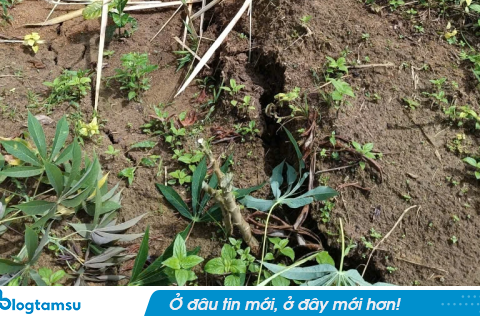 Núi bất ngờ nứt dài 200m ở Quảng Ngãi, di dời 12 hộ dân