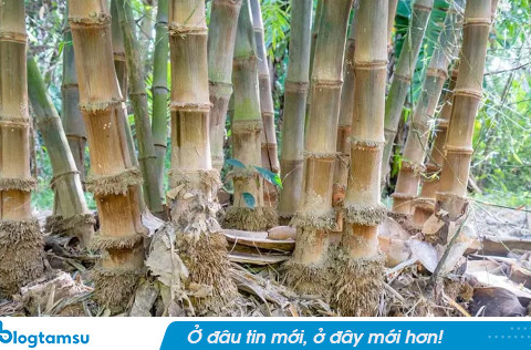 Tại sao Hoa Kỳ cấm trồng tre? Sau khi đọc bài viết này, tôi nhận ra rằng tre còn khủng khiếp hơn chúng ta nghĩ