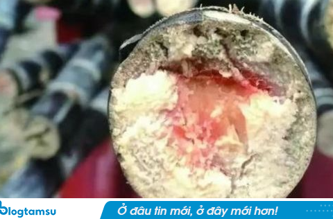 Cô gái mất mạng vì ăn cây mía có vệt đỏ bên trong: Cảnh báo loại “mía thanh minh” độc hơn nọc rắn khiến người Trung Quốc không dám chạm tay