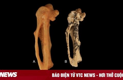 Phát hiện hóa thạch tổ tiên chim hót 18 triệu năm tuổi tại Úc