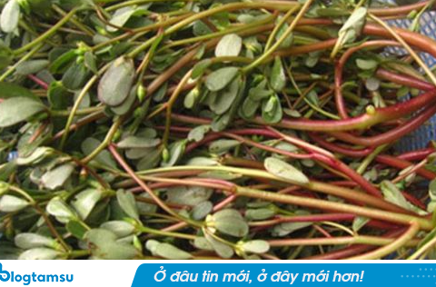 Loại rau mọc dại nhưng được ví như “rau trường thọ”: Giàu omega-3 hiếm thấy, bổ tim mạch, giá rẻ, dễ nấu