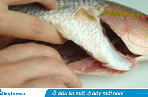 Điểm danh 5 bộ phận “bẩn nhất” của cá, đừng ăn kẻo tích tụ độc tố hại thân