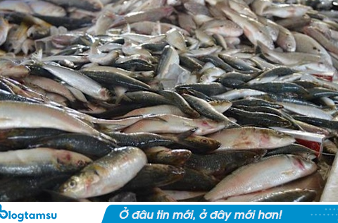 Người đàn ông suy thận vì ăn loại cá này thường xuyên