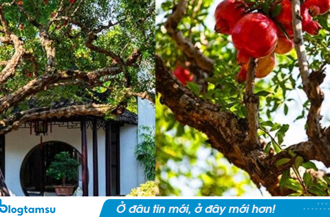 Vì sao cây lựu được giới nhà giàu Trung Quốc trồng nhiều trong vườn?