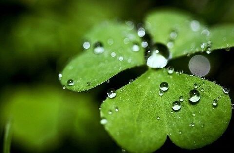 Tử vi 12 con giáp ngày 30/9: Tỵ thăng hoa công việc lẫn tình cảm, Mão đề phòng bị lừa