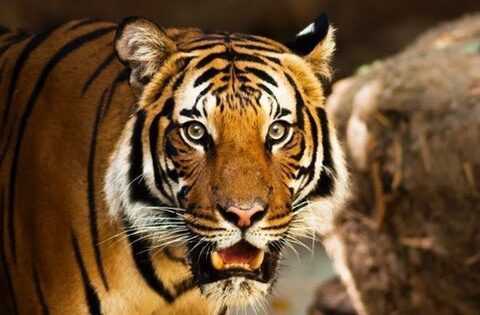 Sang tháng 10, có 4 con giáp hưởng tài lộc mỏi tay, đếm tiền không xuể, quý nhân luôn sẵn lòng phù trợ