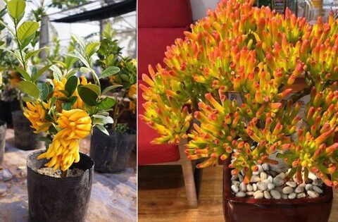 Ban công nhà giàu thường đặt 3 cây này để trấn giữ của cải, còn tốt cho sức khỏe chủ nhân