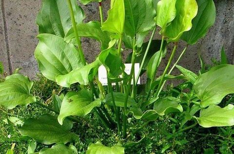 Trồng 1 trong 5 loại cây này, mệnh Thủy như có “lá bùa phong thủy” giữ của, hút lộc về nhà