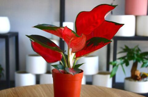 Ý nghĩa phong thủy của cây phú quý – biểu tượng tài lộc