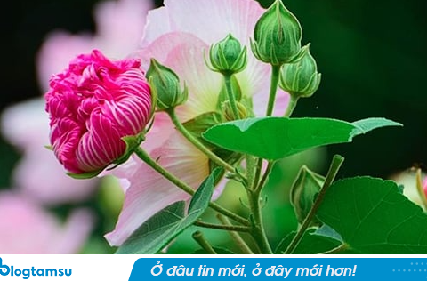 Tổ Tiên dặn kỹ: ‘4 loại hoa tuyệt đối đừng trồng ở nhà, hoa thịnh người suy’, đó là hoa gì?