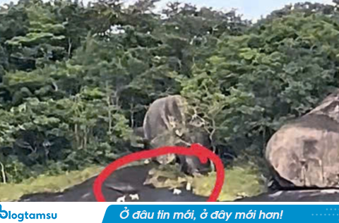 Bất ngờ với kết quả xác minh nghi vấn ‘khỉ trắng’ xuất hiện trên đảo Hòn Sơn